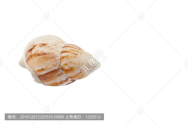 殼