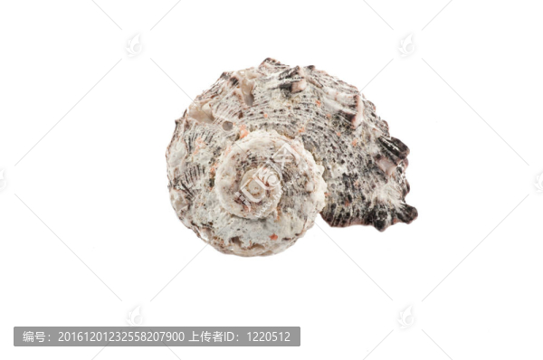海貝殼