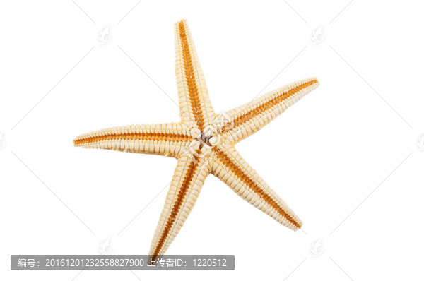 海星的白色