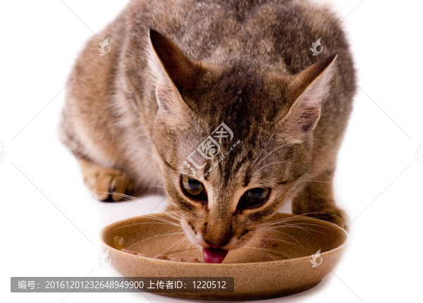 美麗的孟加拉貓吃