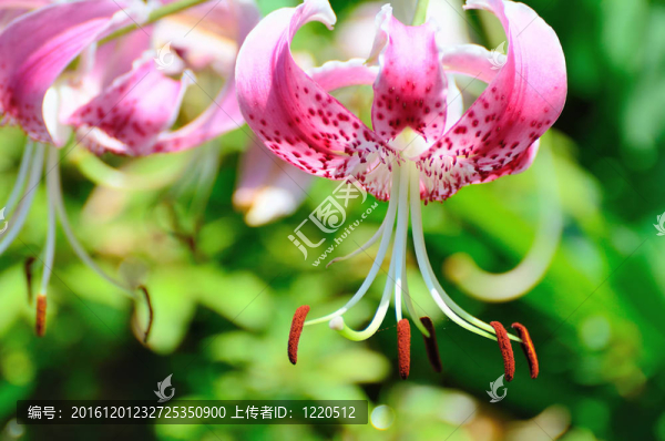 鹿子百合。