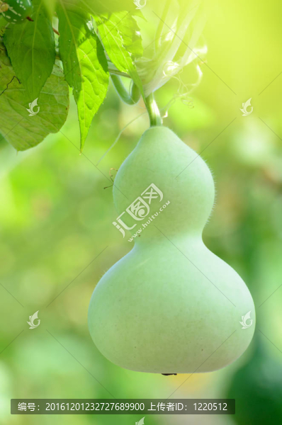 葫蘆。