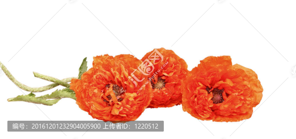 大紅色的罌粟花