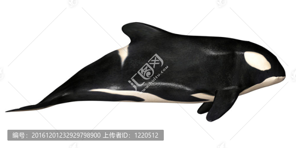 虎鯨
