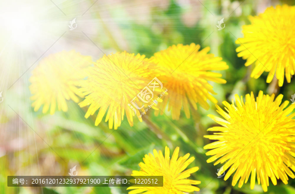 黃色蒲公英花與陽光