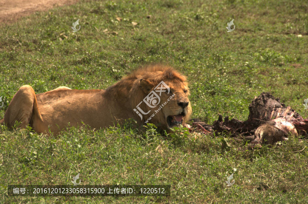 野生雄性獅子和他的獵物