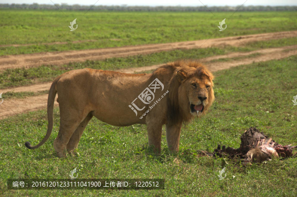 野生雄性獅子和他的獵物