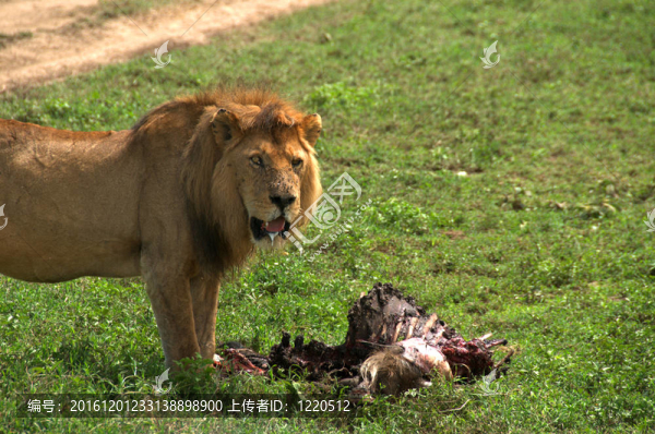 野生雄性獅子和他的獵物