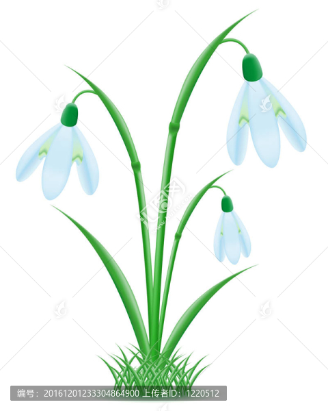雪花蓮插畫