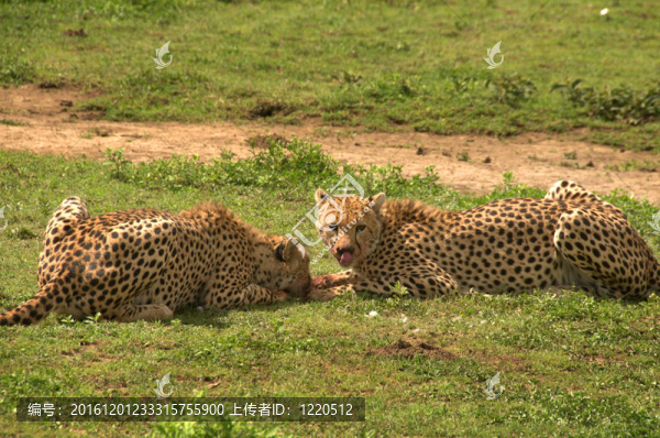 獵豹吃兔子-匯圖網(wǎng) www.fosd68.com 獵豹吃兔子