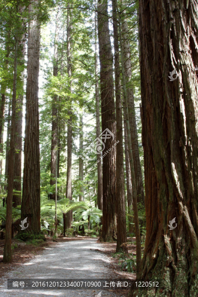Redwood森林