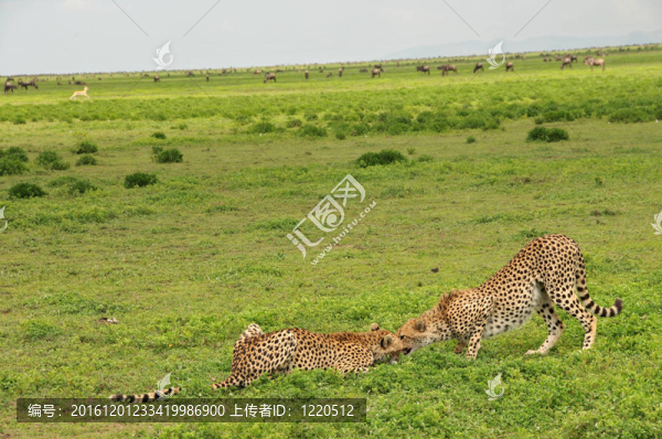 獵豹吃兔子