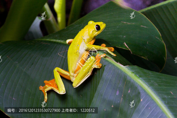 滑翔樹(shù)蛙