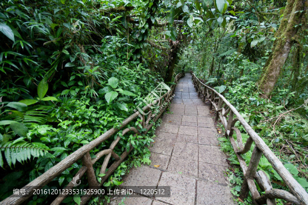 小徑穿過(guò)雨林
