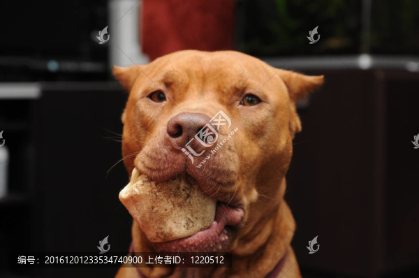 斗牛犬