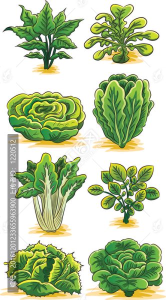 綠色蔬菜系列