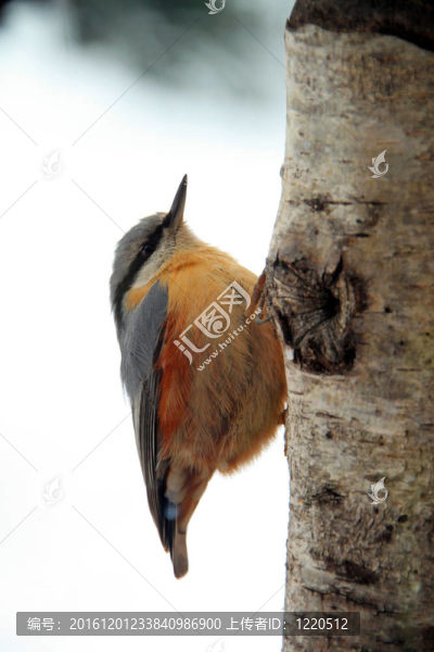茶腹鳾