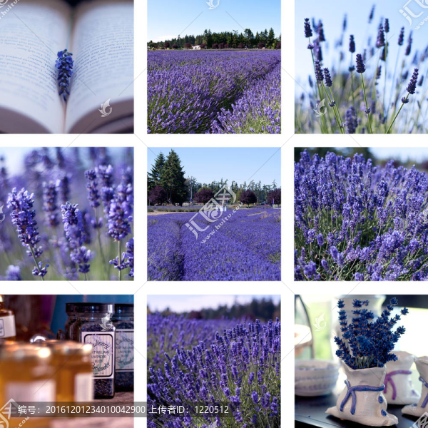 薰衣草的拼貼-匯圖網(wǎng) www.fosd68.com 薰衣草的拼貼