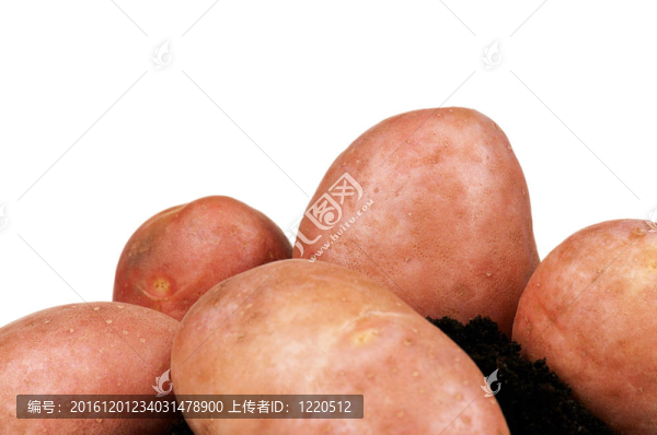 土豆