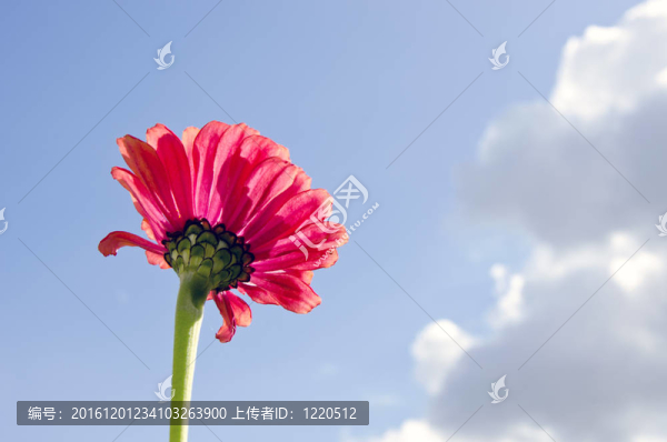 粉紅色的花朵特寫的背景藍(lán)色的天空