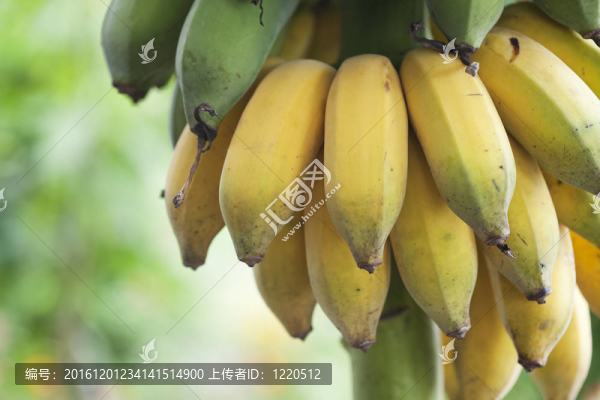 一串成熟的香蕉