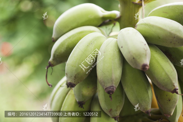 一串成熟的香蕉