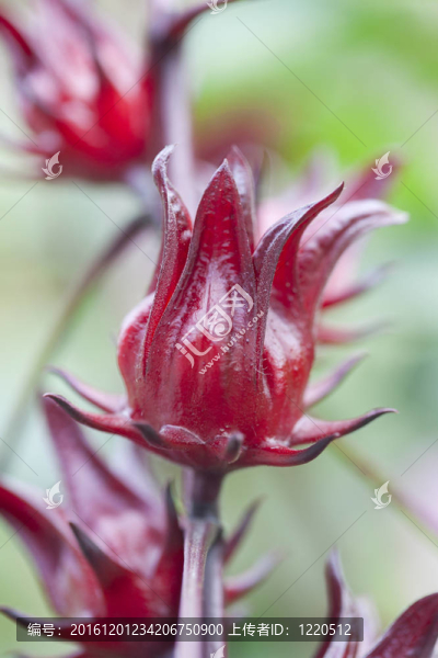 Roselle的水果樹