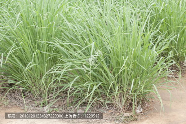 檸檬草的植物