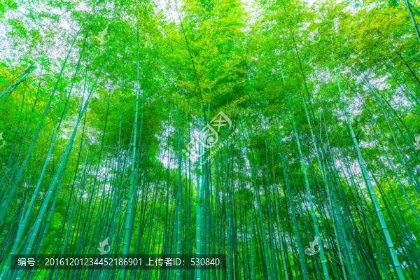 竹子竹林