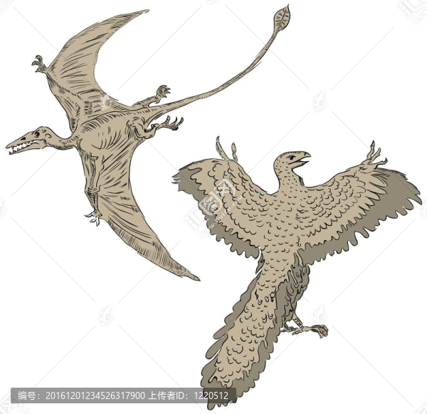 翼龍和古鳥