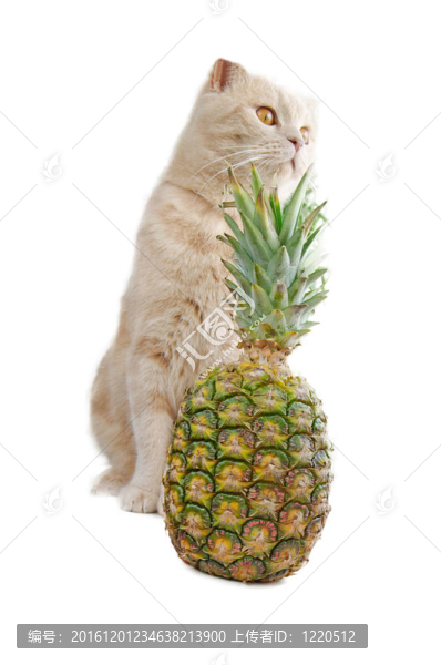 貓菠蘿
