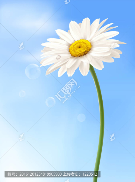 美麗的白色雛菊