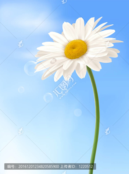 美麗的白色雛菊