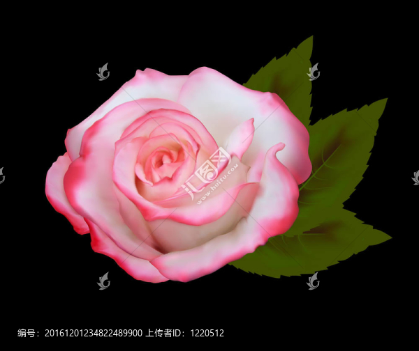 美麗的粉紅玫瑰