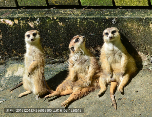 meercat