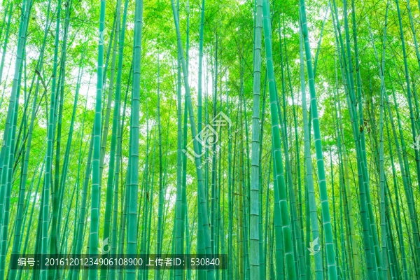 竹子竹林
