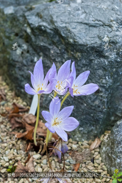 番紅花