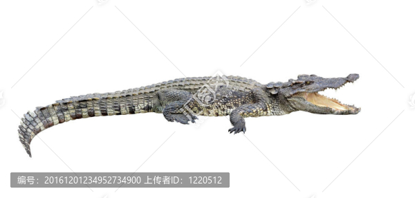 鱷魚隔離