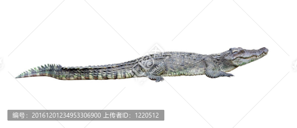 鱷魚隔離
