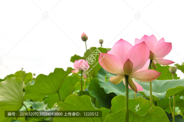 花粉紅
