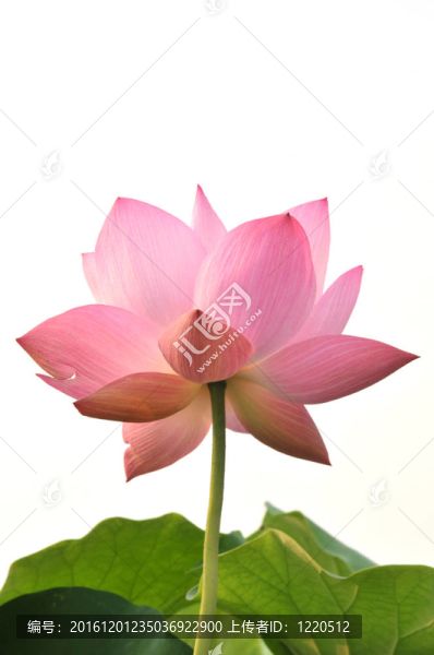 桃花粉