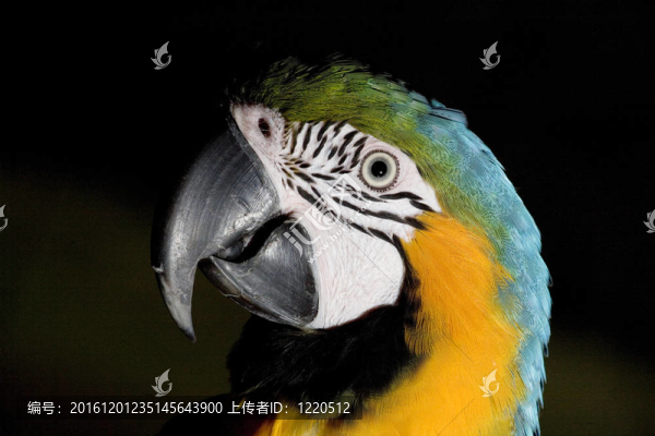 聚光的鸚鵡