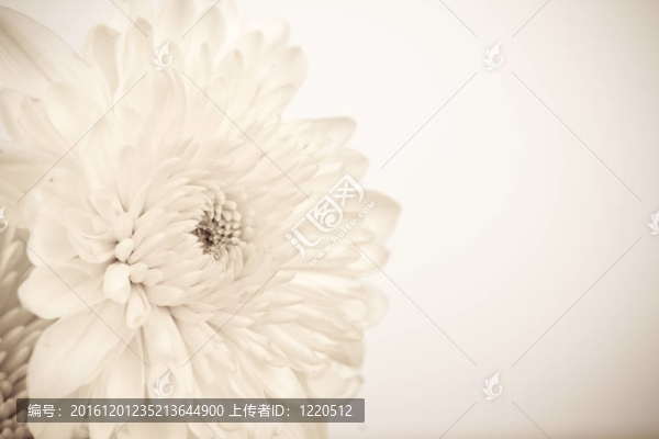 白色的花