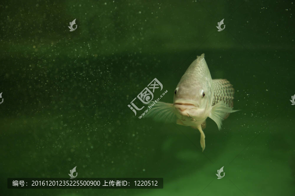 羅非魚