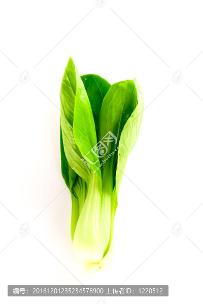 白菜