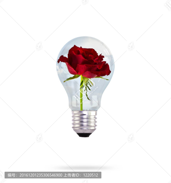 內(nèi)有美麗玫瑰花的燈泡