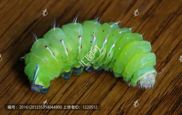 柳月形天蠶蛾