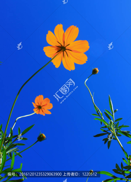 春天的花朵
