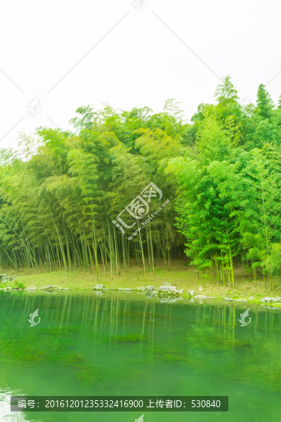 竹子竹林