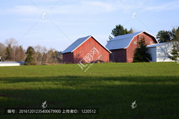 谷倉和場；俄勒岡農(nóng)村。
